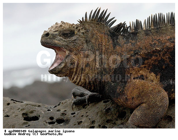 ������������� �������, ����������, ����������, ������������ ������ ��������, ��������, ����������� ����, ������, ������������� ������� �����, ������� ������, ������ ����� ����, ��������� �����, ������ �������, ����� ������, �������, ���������� ����, ������������, ������ �� ���������, ������� ������������, ������������ �����, ��������, ����������, ������, ���������� ����, ������� ��������, ������� �����, ������� ������, �������� ��������, ���������� ����, ������ ����, ����� ��������, ������ ��������, ����������������, ��������, ������������ ��������, �������, ��������, ������ �����-����, ������������, �������, ��������, ��������, ��������������, ��������������, ��������, ��������, ��������, ��������, �������, �������, XYZ, ���������, Iguanidae, ������� ������, Amblyrhynchus cristatus