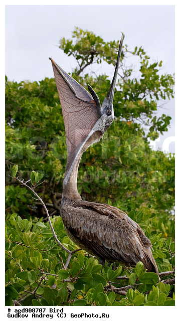 ����������, ���������, �����, �����, �����, ������� �����, ������� �����,XYZ, �����������, Pelecanidae, ����� �������, ������������ ����� �������, Pelecanus occidentalis