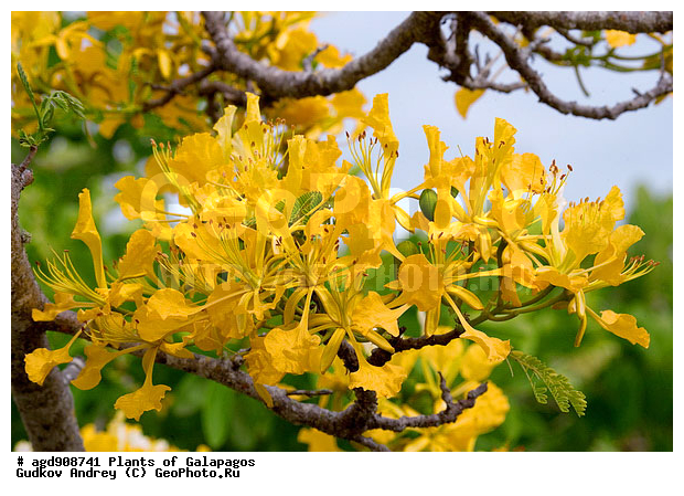 ����������, ���������, ��������