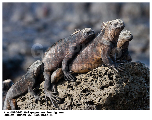 ������������� �������, ����������, ����������, ������������ ������ ��������, ��������, ����������� ����, ������, ������������� ������� �����, ������� ������, ������ ����� ����, ��������� �����, ������ �������, ����� ������, �������, ���������� ����, ������������, ������ �� ���������, ������� ������������, ������������ �����, ��������, ����������, ������, ���������� ����, ������� ��������, ������� �����, ������� ������, �������� ��������, ���������� ����, ������ ����, ����� ��������, ������ ��������, ����������������, ��������, ������������ ��������, �������, ��������, ������ �����-����, ������������, �������, ��������, ��������, ��������������, ��������������, ��������, ��������, ��������, ��������, �������, �������, XYZ, ���������, Iguanidae, ������� ������, Amblyrhynchus cristatus