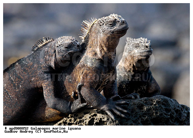 ������������� �������, ����������, ����������, ������������ ������ ��������, ��������, ����������� ����, ������, ������������� ������� �����, ������� ������, ������ ����� ����, ��������� �����, ������ �������, ����� ������, �������, ���������� ����, ������������, ������ �� ���������, ������� ������������, ������������ �����, ��������, ����������, ������, ���������� ����, ������� ��������, ������� �����, ������� ������, �������� ��������, ���������� ����, ������ ����, ����� ��������, ������ ��������, ����������������, ��������, ������������ ��������, �������, ��������, ������ �����-����, ������������, �������, ��������, ��������, ��������������, ��������������, ��������, ��������, ��������, ��������, �������, �������, XYZ, ���������, Iguanidae, ������� ������, Amblyrhynchus cristatus