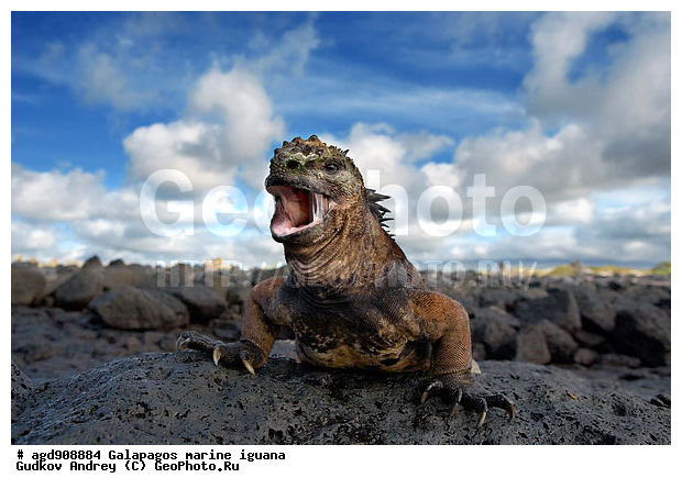 ������������� �������, ����������, ����������, ������������ ������ ��������, ��������, ����������� ����, ������, ������������� ������� �����, ������� ������, ������ ����� ����, ��������� �����, ������ �������, ����� ������, �������, ���������� ����, ������������, ������ �� ���������, ������� ������������, ������������ �����, ��������, ����������, ������, ���������� ����, ������� ��������, ������� �����, ������� ������, �������� ��������, ���������� ����, ������ ����, ����� ��������, ������ ��������, ����������������, ��������, ������������ ��������, �������, ��������, ������ �����-����, ������������, �������, ��������, ��������, ��������������, ��������������, ��������, ��������, ��������, ��������, �������, �������, XYZ, ���������, Iguanidae, ������� ������, Amblyrhynchus cristatus