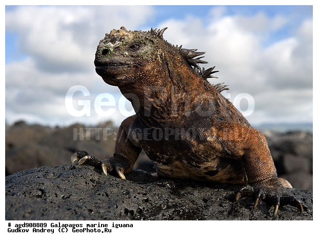 ������������� �������, ����������, ����������, ������������ ������ ��������, ��������, ����������� ����, ������, ������������� ������� �����, ������� ������, ������ ����� ����, ��������� �����, ������ �������, ����� ������, �������, ���������� ����, ������������, ������ �� ���������, ������� ������������, ������������ �����, ��������, ����������, ������, ���������� ����, ������� ��������, ������� �����, ������� ������, �������� ��������, ���������� ����, ������ ����, ����� ��������, ������ ��������, ����������������, ��������, ������������ ��������, �������, ��������, ������ �����-����, ������������, �������, ��������, ��������, ��������������, ��������������, ��������, ��������, ��������, ��������, �������, �������, XYZ, ���������, Iguanidae, ������� ������, Amblyrhynchus cristatus