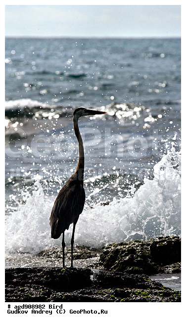 ������������� �������, ����������, ���������, ������������ ������ ��������, ��������, ����������� ����, ������������� ������� �����, ������ ����� ����, ��������� �����, �������� ����, �����, ������ �������, ����� ������, �������, ���������� ����, ������������, ������� ������������, ����������, ���������� ����, �������� ��������, �����, ������ ����, ����� ��������, ������ ��������, ����������������, ��������, ��������, ��������, �����, �����, ��������, �����������, XYZ, ��������, Ardeidae, ������� ������� �����, Ardea herodias, �������