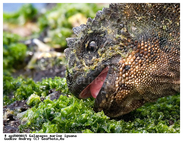 ������������� �������, ����������, ����������, ������������ ������ ��������, ��������, ����������� ����, ������, ������������� ������� �����, ������� ������, ������ ����� ����, ��������� �����, ������ �������, ����� ������, �������, ���������� ����, ������������, ������ �� ���������, ������� ������������, ������������ �����, ��������, ����������, ������, ���������� ����, ������� ��������, ������� �����, ������� ������, �������� ��������, ���������� ����, ������ ����, ����� ��������, ������ ��������, ����������������, ��������, ������������ ��������, �������, ��������, ������ �����-����, ������������, �������, ��������, ��������, ��������������, ��������������, ��������, ��������, ��������, ��������, �������, �������, XYZ, ���������, Iguanidae, ������� ������, Amblyrhynchus cristatus