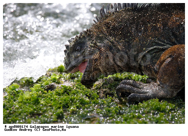 ������������� �������, ����������, ����������, ������������ ������ ��������, ��������, ����������� ����, ������, ������������� ������� �����, ������� ������, ������ ����� ����, ��������� �����, ������ �������, ����� ������, �������, ���������� ����, ������������, ������ �� ���������, ������� ������������, ������������ �����, ��������, ����������, ������, ���������� ����, ������� ��������, ������� �����, ������� ������, �������� ��������, ���������� ����, ������ ����, ����� ��������, ������ ��������, ����������������, ��������, ������������ ��������, �������, ��������, ������ �����-����, ������������, �������, ��������, ��������, ��������������, ��������������, ��������, ��������, ��������, ��������, �������, �������, XYZ, ���������, Iguanidae, ������� ������, Amblyrhynchus cristatus