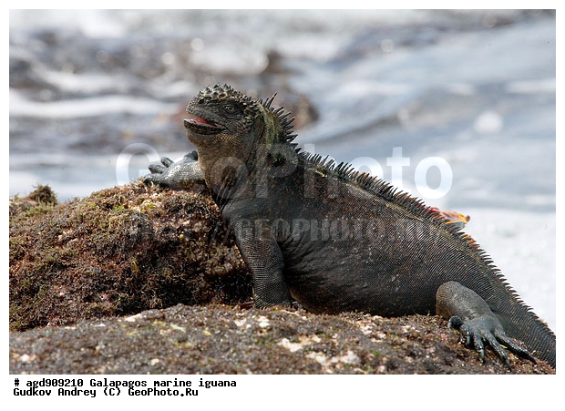 ������������� �������, ����������, ����������, ������������ ������ ��������, ��������, ����������� ����, ������, ������������� ������� �����, ������� ������, ������ ����� ����, ��������� �����, ������ �������, ����� ������, �������, ���������� ����, ������������, ������ �� ���������, ������� ������������, ������������ �����, ��������, ����������, ������, ���������� ����, ������� ��������, ������� �����, ������� ������, �������� ��������, ���������� ����, ������ ����, ����� ��������, ������ ��������, ����������������, ��������, ������������ ��������, �������, ��������, ������ �����-����, ������������, �������, ��������, ��������, ��������������, ��������������, ��������, ��������, ��������, ��������, �������, �������, XYZ, ���������, Iguanidae, ������� ������, Amblyrhynchus cristatus