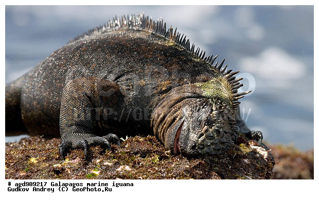 ������������� �������, ����������, ����������, ������������ ������ ��������, ��������, ����������� ����, ������, ������������� ������� �����, ������� ������, ������ ����� ����, ��������� �����, ������ �������, ����� ������, �������, ���������� ����, ������������, ������ �� ���������, ������� ������������, ������������ �����, ��������, ����������, ������, ���������� ����, ������� ��������, ������� �����, ������� ������, �������� ��������, ���������� ����, ������ ����, ����� ��������, ������ ��������, ����������������, ��������, ������������ ��������, �������, ��������, ������ �����-����, ������������, �������, ��������, ��������, ��������������, ��������������, ��������, ��������, ��������, ��������, �������, �������, XYZ, ���������, Iguanidae, ������� ������, Amblyrhynchus cristatus