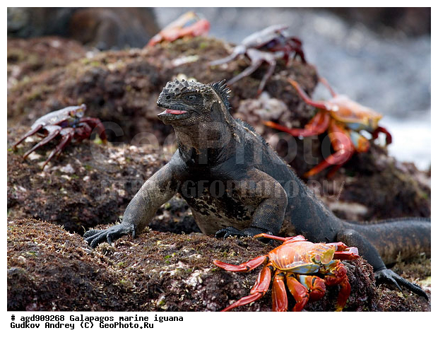 ������������� �������, ����������, ����������, ������������ ������ ��������, ��������, ����������� ����, ������, ������������� ������� �����, ������� ������, ������ ����� ����, ��������� �����, ������ �������, ����� ������, �������, ���������� ����, ������������, ������ �� ���������, ������� ������������, ������������ �����, ��������, ����������, ������, ���������� ����, ������� ��������, ������� �����, ������� ������, �������� ��������, ���������� ����, ������ ����, ����� ��������, ������ ��������, ����������������, ��������, ������������ ��������, �������, ��������, ������ �����-����, ������������, �������, ��������, ��������, ��������������, ��������������, ��������, ��������, ��������, ��������, �������, �������, XYZ, ���������, Iguanidae, ������� ������, Amblyrhynchus cristatus