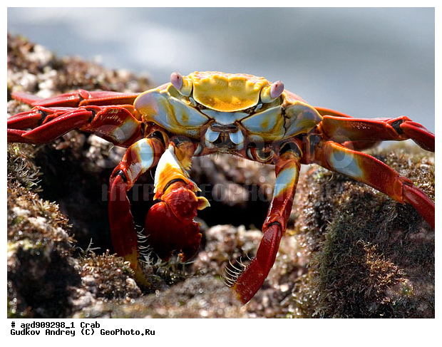 ������������� �������, ����������, ���������, ������������ ������ ��������, ��������, ����������� ����, �����, ������������� ������� �����, ��������� �����, ������ �������, ����� ������, �������, ���������� ����, ������������, ������ �� ���������, ������� ������������, ������������ �����, ��������, ����������, ���������� ����, ����, �������� ��������, ���������� ����, ������������, ������ ����, ����� ��������, ���������� �����, ������ ��������, ����������������, ��������