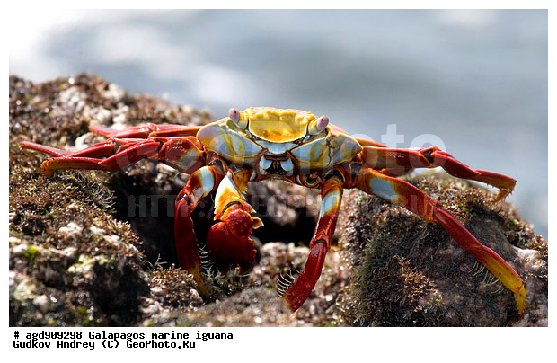 ����������, ������� ������, ��������, ������, ��������, ������������ ��������, �������