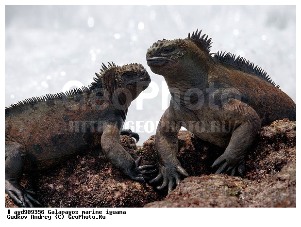 ������������� �������, ����������, ����������, ������������ ������ ��������, ��������, ����������� ����, ������, ������������� ������� �����, ������� ������, ������ ����� ����, ��������� �����, ������ �������, ����� ������, �������, ���������� ����, ������������, ������ �� ���������, ������� ������������, ������������ �����, ��������, ����������, ������, ���������� ����, ������� ��������, ������� �����, ������� ������, �������� ��������, ���������� ����, ������ ����, ����� ��������, ������ ��������, ����������������, ��������, ������������ ��������, �������, ��������, ������ �����-����, ������������, �������, ��������, ��������, ��������������, ��������������, ��������, ��������, ��������, ��������, �������, �������, XYZ, ���������, Iguanidae, ������� ������, Amblyrhynchus cristatus