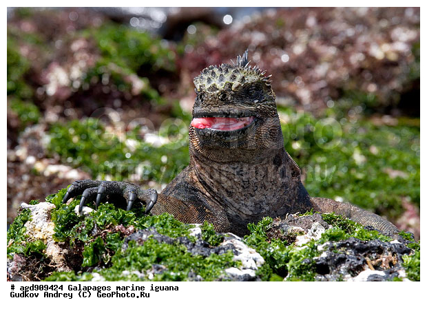 ������������� �������, ����������, ����������, ������������ ������ ��������, ��������, ����������� ����, ������, ������������� ������� �����, ������� ������, ������ ����� ����, ��������� �����, ������ �������, ����� ������, �������, ���������� ����, ������������, ������ �� ���������, ������� ������������, ������������ �����, ��������, ����������, ������, ���������� ����, ������� ��������, ������� �����, ������� ������, �������� ��������, ���������� ����, ������ ����, ����� ��������, ������ ��������, ����������������, ��������, ������������ ��������, �������, ��������, ������ �����-����, ������������, �������, ��������, ��������, ��������������, ��������������, ��������, ��������, ��������, ��������, �������, �������, XYZ, ���������, Iguanidae, ������� ������, Amblyrhynchus cristatus