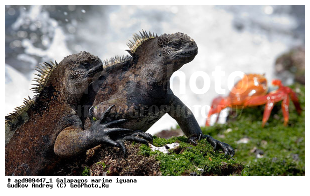 ������������� �������, ����������, ����������, ������������ ������ ��������, ��������, ����������� ����, ������, ������������� ������� �����, ������� ������, ������ ����� ����, ��������� �����, ������ �������, ����� ������, �������, ���������� ����, ������������, ������ �� ���������, ������� ������������, ������������ �����, ��������, ����������, ������, ���������� ����, ������� ��������, ������� �����, ������� ������, �������� ��������, ���������� ����, ������ ����, ����� ��������, ������ ��������, ����������������, ��������, ������������ ��������, �������, ��������, ������ �����-����, ������������, �������, ��������, ��������, ��������������, ��������������, ��������, ��������, ��������, ��������, �������, �������, XYZ, ���������, Iguanidae, ������� ������, Amblyrhynchus cristatus