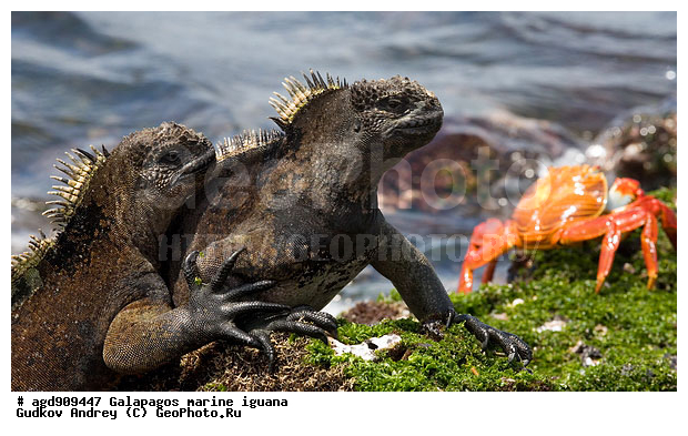 ������������� �������, ����������, ����������, ������������ ������ ��������, ��������, ����������� ����, ������, ������������� ������� �����, ������� ������, ������ ����� ����, ��������� �����, ������ �������, ����� ������, �������, ���������� ����, ������������, ������ �� ���������, ������� ������������, ������������ �����, ��������, ����������, ������, ���������� ����, ������� ��������, ������� �����, ������� ������, �������� ��������, ���������� ����, ������ ����, ����� ��������, ������ ��������, ����������������, ��������, ������������ ��������, �������, ��������, ������ �����-����, ������������, �������, ��������, ��������, ��������������, ��������������, ��������, ��������, ��������, ��������, �������, �������, XYZ, ���������, Iguanidae, ������� ������, Amblyrhynchus cristatus