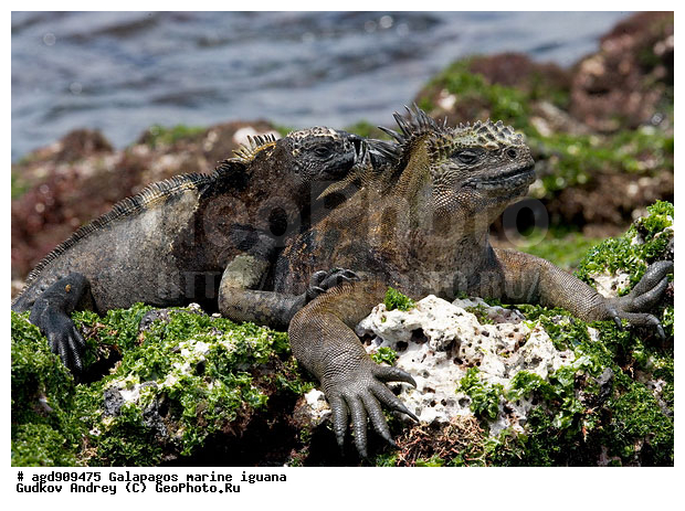 ������������� �������, ����������, ����������, ������������ ������ ��������, ��������, ����������� ����, ������, ������������� ������� �����, ������� ������, ������ ����� ����, ��������� �����, ������ �������, ����� ������, �������, ���������� ����, ������������, ������ �� ���������, ������� ������������, ������������ �����, ��������, ����������, ������, ���������� ����, ������� ��������, ������� �����, ������� ������, �������� ��������, ���������� ����, ������ ����, ����� ��������, ������ ��������, ����������������, ��������, ������������ ��������, �������, ��������, ������ �����-����, ������������, �������, ��������, ��������, ��������������, ��������������, ��������, ��������, ��������, ��������, �������, �������, XYZ, ���������, Iguanidae, ������� ������, Amblyrhynchus cristatus