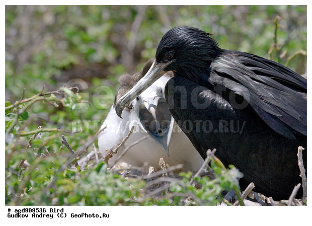 ������������� �������, ����������, ���������, ������������ ������ ��������, ��������, ����������� ����, ������������� ������� �����, ������� �����, ������ ������, ��������� �����, �������� ����, ������, �����, ������ �������, ����� ������, �������, ���������� ����, ������������, ������� ������������, ����������, ���������� ����, �������� ��������, �����, ������ ����, ����� ��������, ������ ��������, ����������������, ��������, ������ ������, ������������� �������, �������, ��������, ��������, �����, �����, ��������, �����������, ������� �����, ������� �����, XYZ, ����������, Fregatidae, ������� ������, Fregata minor