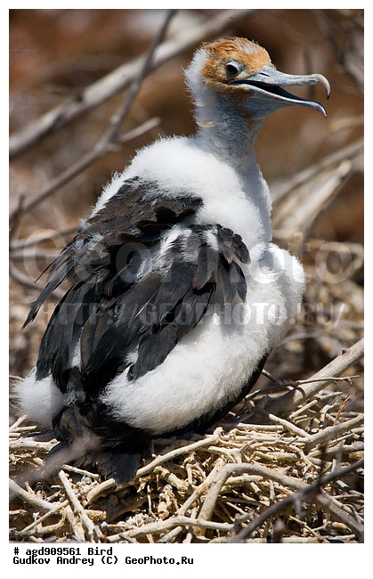 ������������� �������, ����������, ���������, ������������ ������ ��������, ��������, ����������� ����, ������������� ������� �����, ������� �����, ������ ������, ��������� �����, �������� ����, ������, �����, ������ �������, ����� ������, �������, ���������� ����, ������������, ������� ������������, ����������, ���������� ����, �������� ��������, �����, ������ ����, ����� ��������, ������ ��������, ����������������, ��������, ������ ������, ������������� �������, �������, ��������, ��������, �����, �����, ��������, �����������, ������� �����, ������� �����, XYZ, ����������, Fregatidae, ������� ������, Fregata minor