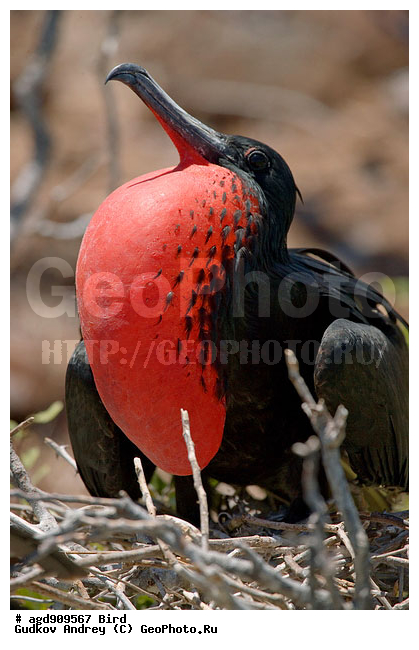 ������������� �������, ����������, ���������, ������������ ������ ��������, ��������, ����������� ����, ������������� ������� �����, ������� �����, ������ ������, ��������� �����, �������� ����, �����, ������ �������, ������, ����� ������, �������, ���������� ����, ������������, ������� ������������, ����������, ���������� ����, �������� ��������, �����, ������ ����, ����� ��������, ������ ��������, ����������������, ��������, ������ ������, ������������� �������, �������, ��������, ��������, �����, �����, ��������, �����������, ������� �����, ������� �����, XYZ, ����������, Fregatidae, ������� ������, Fregata minor