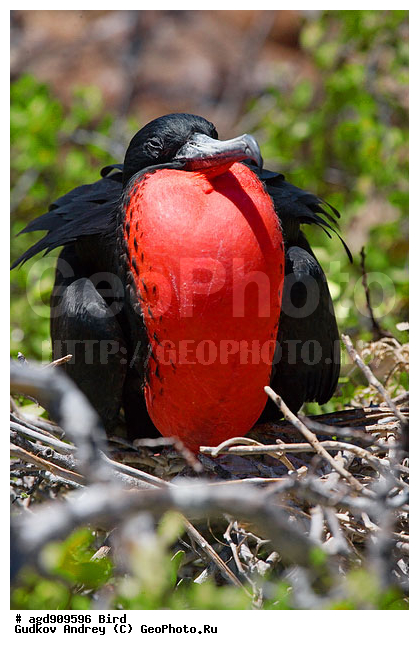 ������������� �������, ����������, ���������, ������������ ������ ��������, ��������, ����������� ����, ������������� ������� �����, ������� �����, ������ ������, ��������� �����, �������� ����, �����, ������ �������, ������, ����� ������, �������, ���������� ����, ������������, ������� ������������, ����������, ���������� ����, �������� ��������, �����, ������ ����, ����� ��������, ������ ��������, ����������������, ��������, ������ ������, ������������� �������, �������, ��������, ��������, �����, �����, ��������, �����������, ������� �����, ������� �����, XYZ, ����������, Fregatidae, ������� ������, Fregata minor