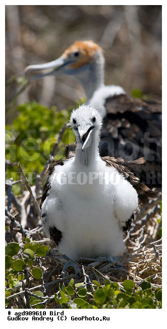 ������������� �������, ����������, ���������, ������������ ������ ��������, ��������, ����������� ����, ������������� ������� �����, ������� �����, ������ ������, ��������� �����, �������� ����, ������, �����, ������ �������, ����� ������, �������, ���������� ����, ������������, ������� ������������, ����������, ���������� ����, �������� ��������, �����, ������ ����, ����� ��������, ������ ��������, ����������������, ��������, ������ ������, ������������� �������, �������, ��������, ��������, �����, �����, ��������, �����������, ������� �����, ������� �����, XYZ, ����������, Fregatidae, ������� ������, Fregata minor