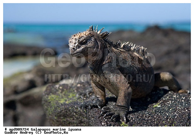 ������������� �������, ����������, ����������, ������������ ������ ��������, ��������, ����������� ����, ������, ������������� ������� �����, ������� ������, ������ ����� ����, ��������� �����, ������ �������, ����� ������, �������, ���������� ����, ������������, ������ �� ���������, ������� ������������, ������������ �����, ��������, ����������, ������, ���������� ����, ������� ��������, ������� �����, ������� ������, �������� ��������, ���������� ����, ������ ����, ����� ��������, ������ ��������, ����������������, ��������, ������������ ��������, �������, ��������, ������ �����-����, ������������, �������, ��������, ��������, ��������������, ��������������, ��������, ��������, ��������, ��������, �������, �������, XYZ, ���������, Iguanidae, ������� ������, Amblyrhynchus cristatus