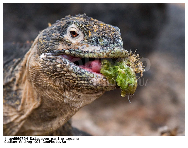 ������������� �������, ����������, ����������, ������������ ������ ��������, ��������, ����������� ����, ������, ������������� ������� �����, ������� ������, ������ �����, ��������� �����, ������ �������, ����� ������, �������, ���������� ����, ������������, ������ �� ���������, ������� ������������, ������������ �����, ��������, ����������, ������, ���������� ����, �������� ��������, ������ ����, ����� ��������, ���������� ������, ������ ��������, ����������������, ��������, ������������ ��������, �������, ��������, ������ �����-���, �������, ��������, ��������, ��������������, ��������������, ��������, ��������, ��������, ��������, �������, �������, XYZ, ���������, Iguanidae, ������������ �������, ������������� �������, ���������� ������������� ������, ������������� ���������� ������, Conolophus subcristatus