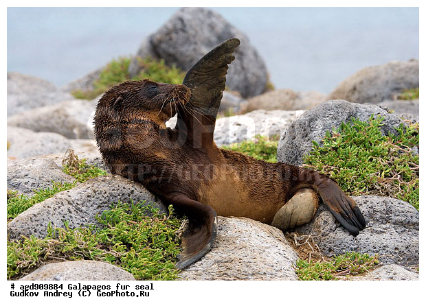 ������������� �������, ����������, ������� �������������, ������ �����, �������, ����� ������, �������, ������������� ������, ������������, ������� ������������, ��������, ��������, �������, �������������, ������� ��������, ������� ����, �������� ��������, ������ �������, ����������������, �������, ������� �������������, ������� �������������, ������� �����, XYZ, ������� ������, Otariidae, ������������� ������� ���, Zalophus wollebaeki, Zalophus californianus wollebaeki