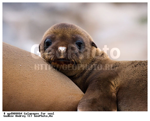 ������������� �������, ����������, ������� �������������, ������ �����, �������, ����� ������, �������, ������������� ������, ������������, ������� ������������, ��������, ��������, �������, �������������, ������� ��������, ������� ����, �������� ��������, ������ �������, ����������������, �������, ������� �������������, ������� �������������, ������� �����, XYZ, ������� ������, Otariidae, ������������� ������� ���, Zalophus wollebaeki, Zalophus californianus wollebaeki