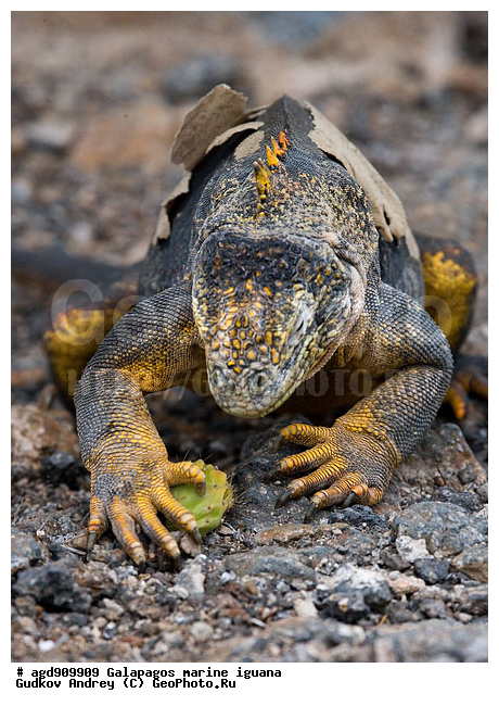 ������������� �������, ����������, ����������, ������������ ������ ��������, ��������, ����������� ����, ������, ������������� ������� �����, ������� ������, ������ �����, ��������� �����, ������ �������, ����� ������, �������, ���������� ����, ������������, ������ �� ���������, ������� ������������, ������������ �����, ��������, ����������, ������, ���������� ����, �������� ��������, ������ ����, ����� ��������, ���������� ������, ������ ��������, ����������������, ��������, ������������ ��������, �������, ��������, ������ �����-���, �������, ��������, ��������, ��������������, ��������������, ��������, ��������, ��������, ��������, �������, �������, XYZ, ���������, Iguanidae, ������������ �������, ������������� �������, ���������� ������������� ������, ������������� ���������� ������, Conolophus subcristatus