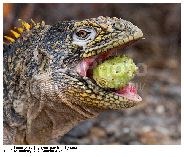 ������������� �������, ����������, ����������, ������������ ������ ��������, ��������, ����������� ����, ������, ������������� ������� �����, ������� ������, ������ �����, ��������� �����, ������ �������, ����� ������, �������, ���������� ����, ������������, ������ �� ���������, ������, ������� ������������, ����, �����, ������������ �����, ��������, ����������, ������, ������, ���������� ����, �������� ��������, ������ ����, ��������, ����� ��������, ���������� ������, ������ ��������, ����������������, ��������, ������������ ��������, �������, ��������, ������ �����-���, �������, ��������, ��������, ��������������, ��������������, ��������, ��������, ��������, ��������, �������, �������, XYZ, ���������, Iguanidae, ������������ �������, ������������� �������, ���������� ������������� ������, ������������� ���������� ������, Conolophus subcristatus