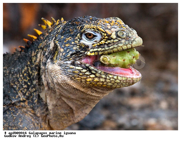 ������������� �������, ����������, ����������, ������������ ������ ��������, ��������, ����������� ����, ������, ������������� ������� �����, ������� ������, ������ �����, ��������� �����, ������ �������, ����� ������, �������, ���������� ����, ������������, ������ �� ���������, ������� ������������, ������������ �����, ��������, ����������, ������, ���������� ����, �������� ��������, ������ ����, ����� ��������, ���������� ������, ������ ��������, ����������������, ��������, ������������ ��������, �������, ��������, ������ �����-���, �������, ��������, ��������, ��������������, ��������������, ��������, ��������, ��������, ��������, �������, �������, XYZ, ���������, Iguanidae, ������������ �������, ������������� �������, ���������� ������������� ������, ������������� ���������� ������, Conolophus subcristatus