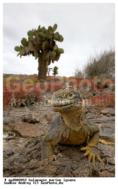 ������������� �������, ����������, ����������, ������������ ������ ��������, ��������, ����������� ����, ������, ������������� ������� �����, ������� ������, ������ �����, ��������� �����, ������ �������, ����� ������, �������, ���������� ����, ������������, ������ �� ���������, ������� ������������, ������������ �����, ��������, ����������, ������, ���������� ����, �������� ��������, ������ ����, ����� ��������, ���������� ������, ������ ��������, ����������������, ��������, ������������ ��������, �������, ��������, ������ �����-���, �������, ��������, ��������, ��������������, ��������������, ��������, ��������, ��������, ��������, �������, �������, XYZ, ���������, Iguanidae, ������������ �������, ������������� �������, ���������� ������������� ������, ������������� ���������� ������, Conolophus subcristatus