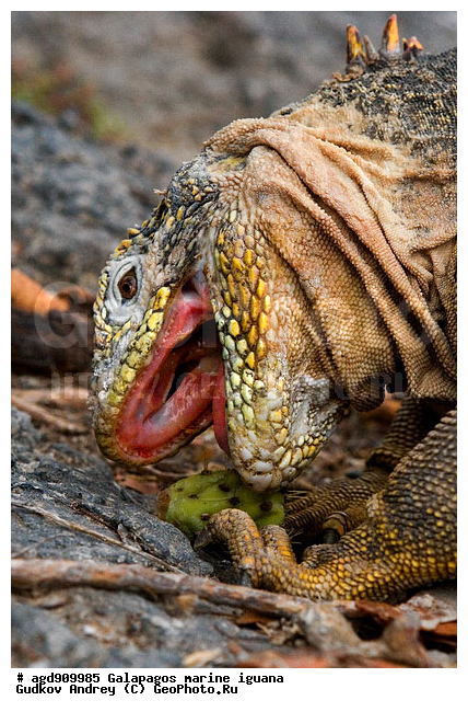 ������������� �������, ����������, ����������, ������������ ������ ��������, ��������, ����������� ����, ������, ������������� ������� �����, ������� ������, ������ �����, ��������� �����, ������ �������, ����� ������, �������, ���������� ����, ������������, ������ �� ���������, ������� ������������, ������������ �����, ��������, ����������, ������, ���������� ����, �������� ��������, ������ ����, ����� ��������, ���������� ������, ������ ��������, ����������������, ��������, ������������ ��������, �������, ��������, ������ �����-���, �������, ��������, ��������, ��������������, ��������������, ��������, ��������, ��������, ��������, �������, �������, XYZ, ���������, Iguanidae, ������������ �������, ������������� �������, ���������� ������������� ������, ������������� ���������� ������, Conolophus subcristatus