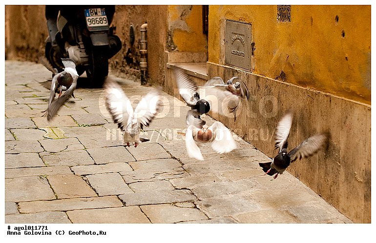 ������, �������