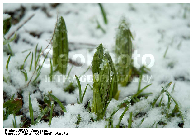 �����, ������, ���������-���������, ��������� ������, ����