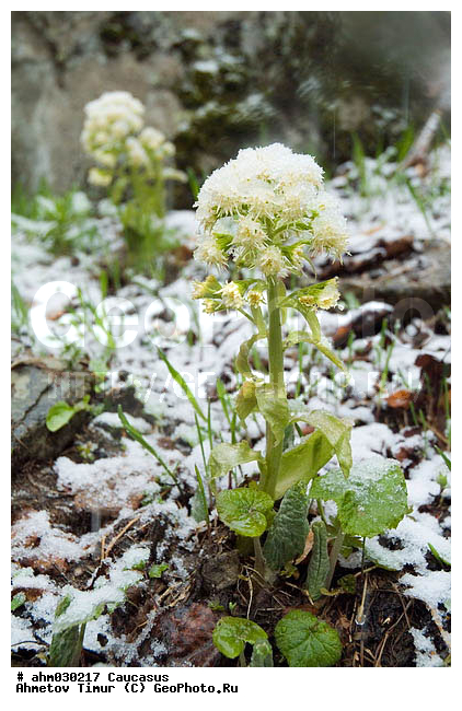 �����, ������, ���������-���������, ��������� ������, ����