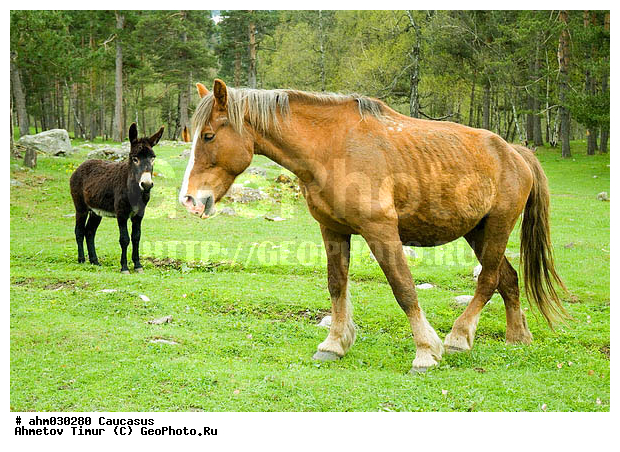 �����, ������, ���������-���������, ��������� ������, ����