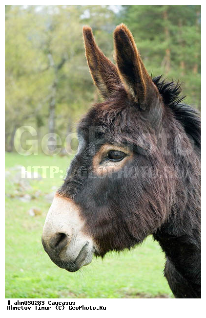 �����, ������, ���������-���������, ��������� ������, ����