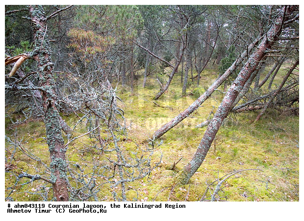 ������, ������, ���������������, ��������, ����, ���, ����������, ������ ���, ��������� ���