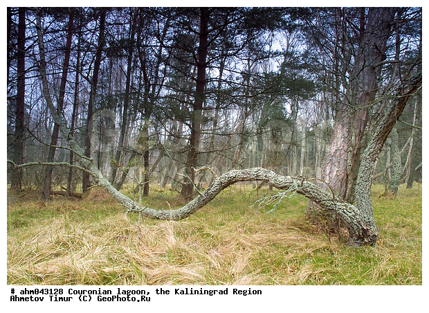 ������, ������, ���������������, ��������, ����, ���, ����������, ������ ���, ��������� ���