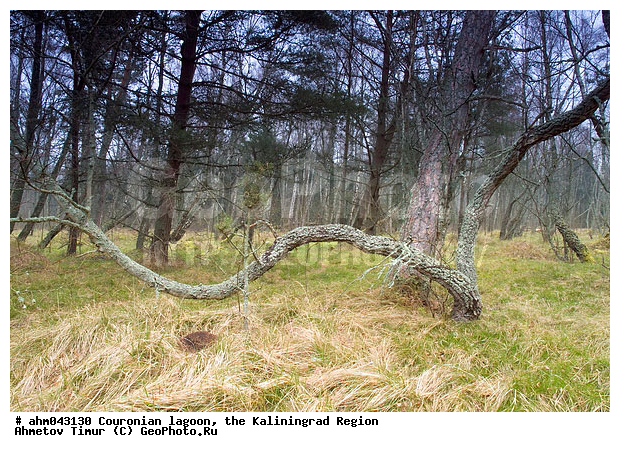 ������, ������, ���������������, ��������, ����, ���, ����������, ������ ���, ��������� ���