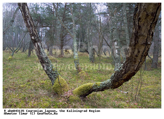 ������, ������, ���������������, ��������, ����, ���, ����������, ������ ���, ��������� ���