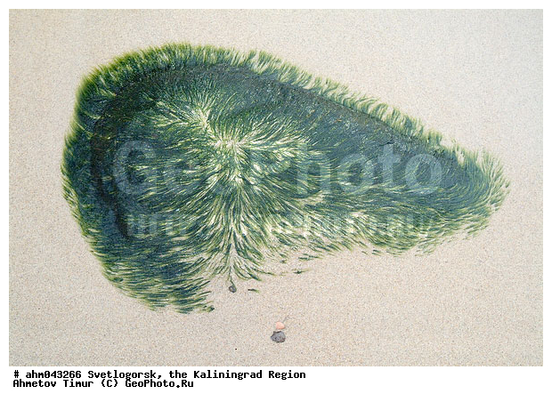 ������, ������, ���������������, ��������, �����������, ����, ����������