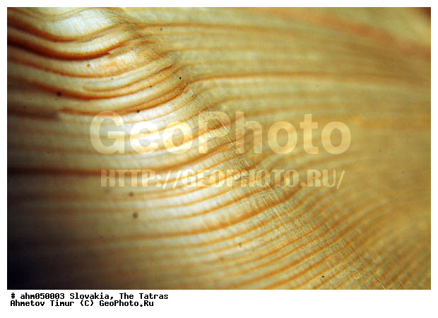 ��������, �����, ������� ������, ����, ���������������