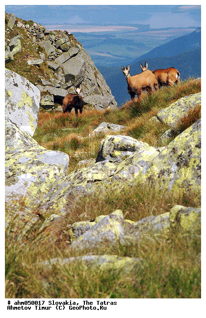 ��������, �����, ����, �������, �����