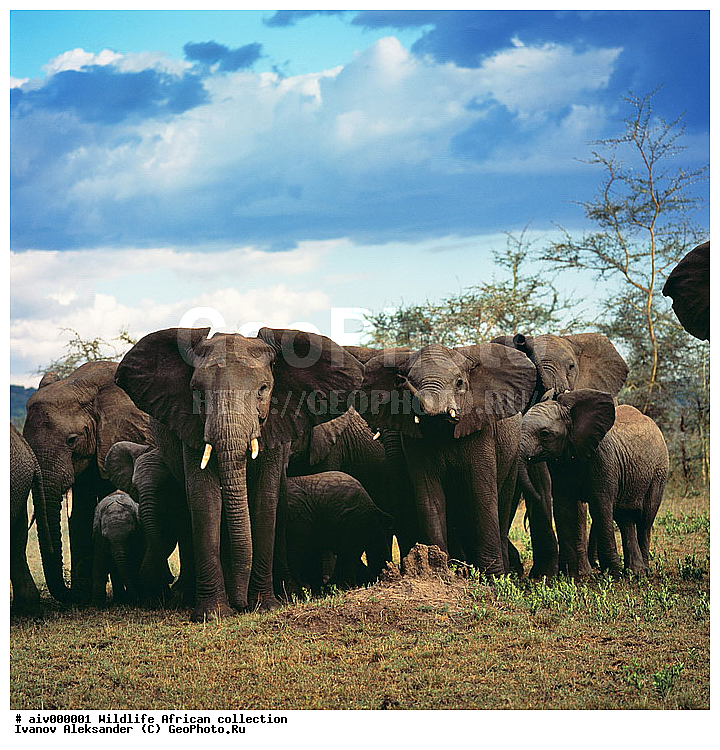 ������, ����������� ��������, �����������, ����������� ������, �������� � �������, ������ � ��������, �����, ����, �������, �������, ��������������, �����, ���������, ��������, ��������, ��������, �������������, �������������, �����, �����, XYZ, ��������, Proboscidea, �������� ����, Loxodonta africana