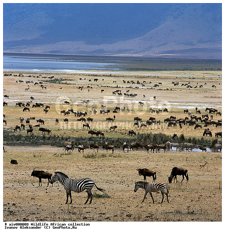 ������, ����������� ��������, �����������, ����������� ������, �������� � �������, ������ � ��������, ������� ������, �������, �����, ����, �������, �������, ��������������, �����, ����������, ��������, ��������, ��������, �������������, �������������, �����, �����, XYZ, ���������, Equidae, ���������� �����, �������� �����, Equus quagga, Equus burchelli, Equus quagga burchellii, Asinus burchellii