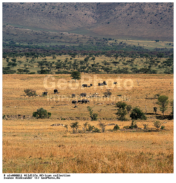 ������, ����������� ��������, �����������, ����������� ������, �������� � �������, ������ � ��������, ������� ������, �������, �����, ����, �������, �������, ��������������, �����, ���������, ��������, ��������, ��������, �������������, �������������, �����, �����, XYZ, ��������, Proboscidea, �������� ����, Loxodonta africana