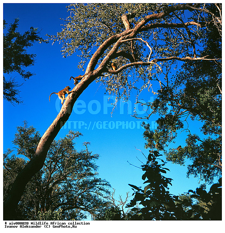 ������, ����������� ��������, �����������, ����������� ������, �������� � �������, ������ � ��������, ������� ������, �������, �����, ����, �������, �������, ��������������, �����, ���������� ��������, ��������